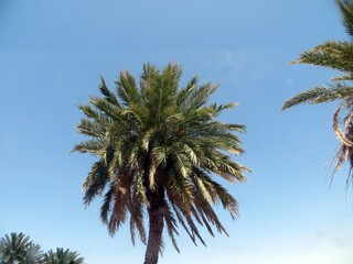 Obraz premium Palm beach with sea view and mountain