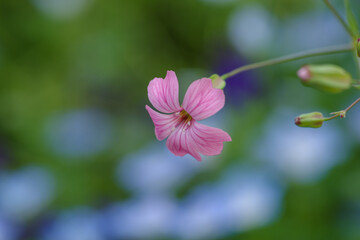 Fototapeta premium 東京の南青山一丁目に咲くドウカンソウ