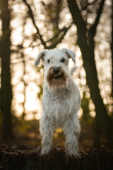 Schnauzer is standing in the forest. It is autumn portret.