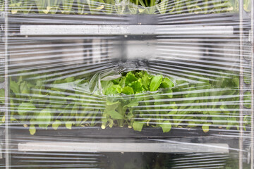 Freshly picked lettuce leaves are harvested and packaged for shipping to stores.
greenhouse organic...
