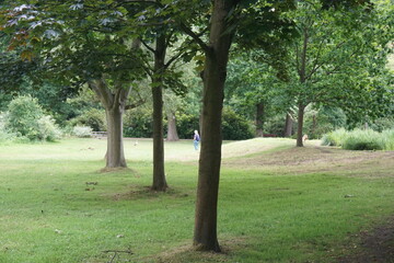 Peaceful scenery in bushy park, london.