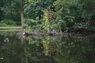 Reflecting of trees in the lake