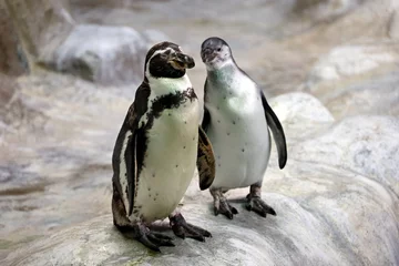 Poster Couple of Humboldt penguins standing on a rocky shore. Two South American penguins resting after swimming © Oleg