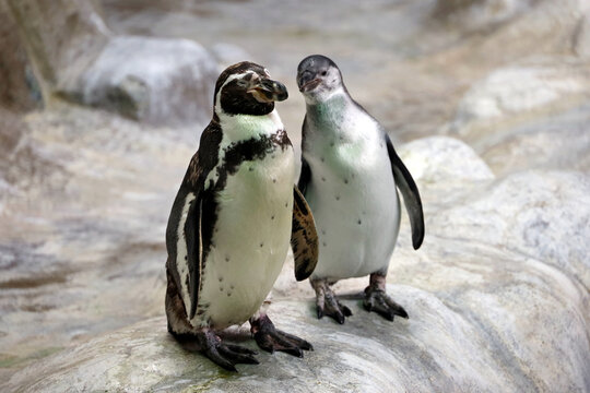 Couple of Humboldt penguins standing on a rocky shore. Two South American penguins resting after swimming