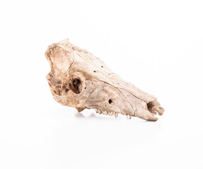 Animal skull