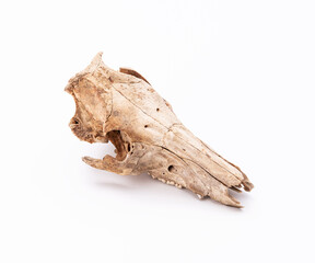 Animal skull