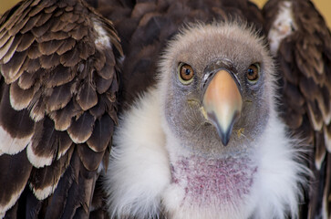 portrait of a vulture