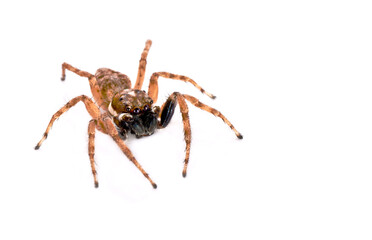 spider isolated on white background