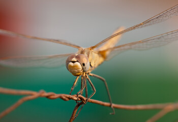 macro dragonfly head on a fence