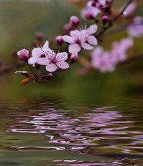 pink flowers in water