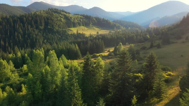 Carpathian Mountains in Ukraine in summer, natural symbol of Ukraine, aerial view of pine forest in the Carpathians 