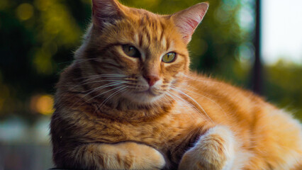 Portrait de Creespy, le petit chat roux, allongé sur une clôture