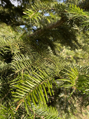 Brightly Green Prickly Branches of a Fur-tree or Pine, Close Up of a Green Pine Tree, Background from Branches of a Natural Fur-tree.