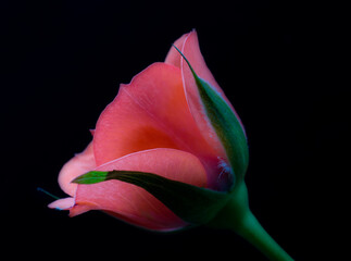 red rose on black background