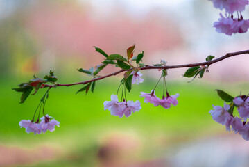 Pink fresh sakura blossom on blue sky background