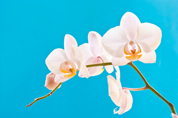 white orchid on blue