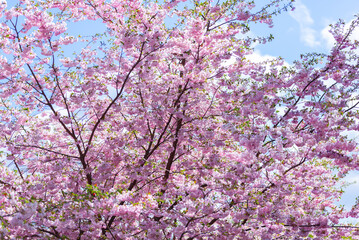 Pink fresh sakura blossom on blue sky background