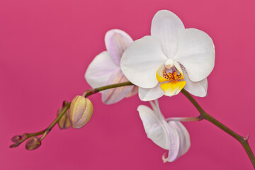 orchid isolated on pink background