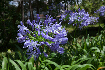 Fototapeta premium Blue Agapanthus also know as African Lily blooming in sunny garden