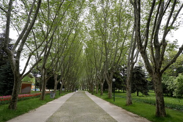 Fototapeta premium tree