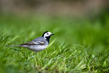 White Wagtail, Motacilla alba, on the grass.