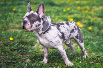 Cartoon looking french bulldog squints its eyes.