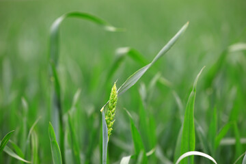 Wheat thrives in farmland, North China