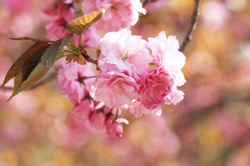 背景が美しい八重桜（関山）