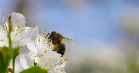 Bloom Garden in Spring closeup. Honey Bees collect nectar from white Flowers in the Orchard in the Spring Season. Nature in Springtime. 