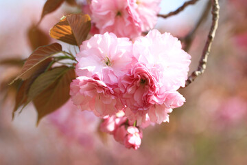 背景が美しい八重桜（関山）