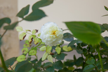 White flower also know as sea foam rose, blooming in sunny day