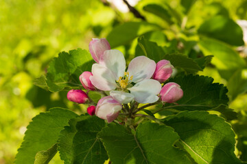 Apple tree twigs with blooming white and pink petal flowers in spring garden