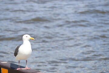 Fototapeta na wymiar seagull on the shore
