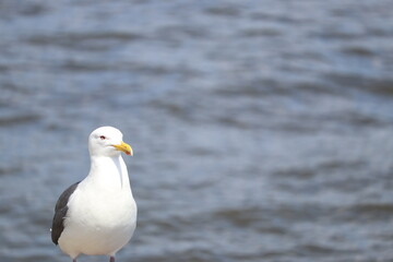 Fototapeta na wymiar seagull on the beach