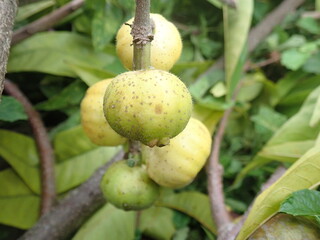 Ficus racemosa bears fruit on a tree branch in the garden. Ficus racemosa, the cluster fig, red river fig or gular, is a species of plant in the family Moraceae.
