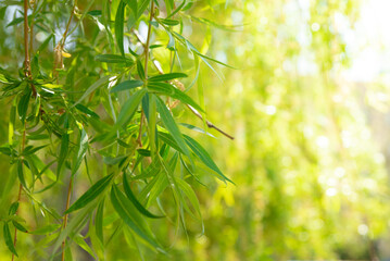 Green young spring leaves from willow tree. Variable focus