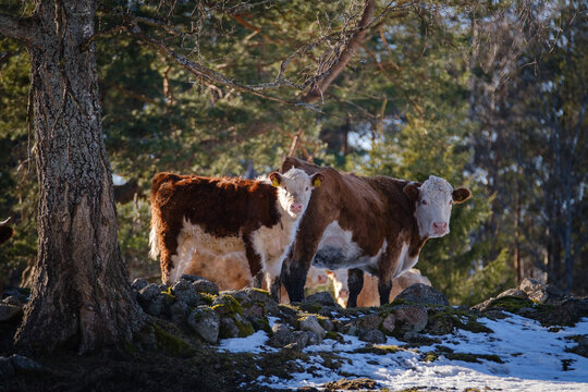 Swedish cattle outside in winter nature