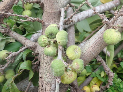 Ficus racemosa bears fruit on a tree branch in the garden. Ficus racemosa, the cluster fig, red river fig or gular, is a species of plant in the family Moraceae.