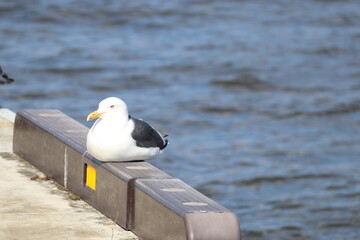 seagull on the pier