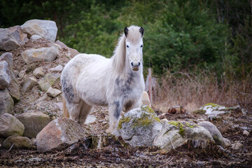 White icelandic horse among the rocks