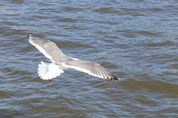 seagull in flight