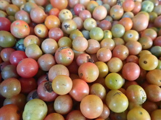 Cung Kediro in the market. Cung kediro is an endemic Indonesian fruit similar to cherry tomatoes, is like a mini tomato. It's really good to make chili sauce and a mixture of cooking spices.
