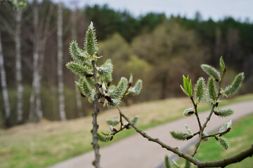 Flowering willow branches with numerous pistils and stamens and a park in the background. Close-up. Source of Allergy