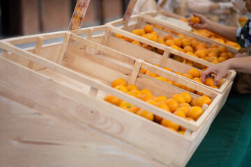 Customers are choosing specially selected oranges from the garden