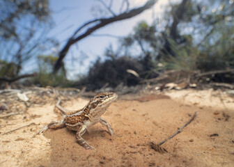 Portrait of a wild central military dragon (Ctenophorus isolepis) with sandy, mallee habitat background