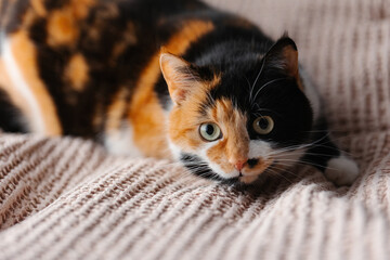 Tricolor cat close up on a blanket preparing to attack a man in a city apartment.