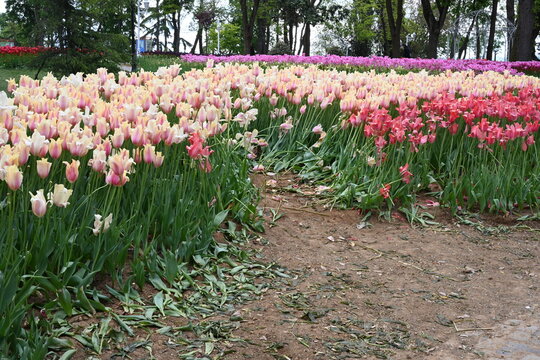 tulips crushed by people to take pictures