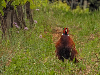 Faisan de  Colchide dans les vignes sur l'île de Saint Honorat  dans les îles de Lérins en baie de Cannes