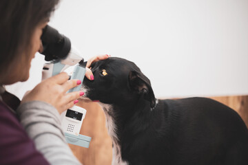 A veterinary ophthalmologist performs a medical procedure, examining a dog's eyes, and an assistant...