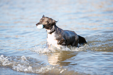 海で泳ぐチワックスの犬
